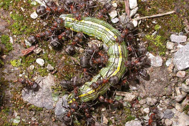 You are currently viewing Von Ameisen am Green zu einem Naturschutzprojekt