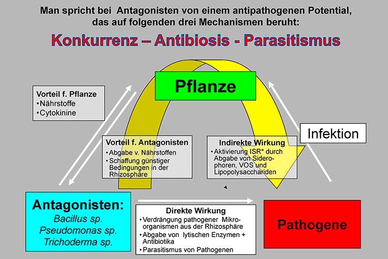 Alternative Bekämpfungsverfahren im Golf- und Sportrasenbereich