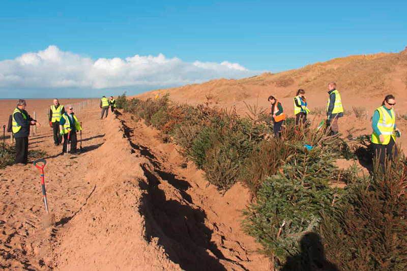 Christbaum-Recycling schützt auch British Open-Platz