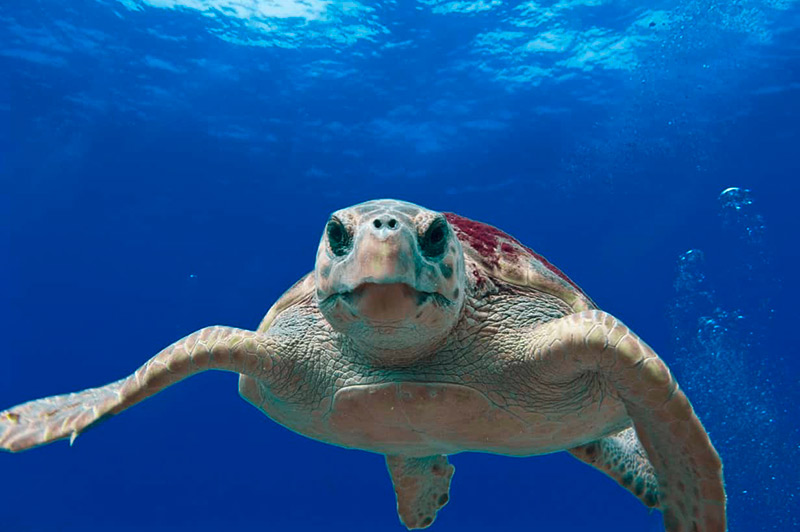 Mehr über den Artikel erfahren Kiawah Island und Cosa Navarino setzen Maßstäbe