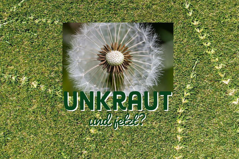 Mehr über den Artikel erfahren Muss der Golfer mit mehr Unkraut auf dem Platz leben?